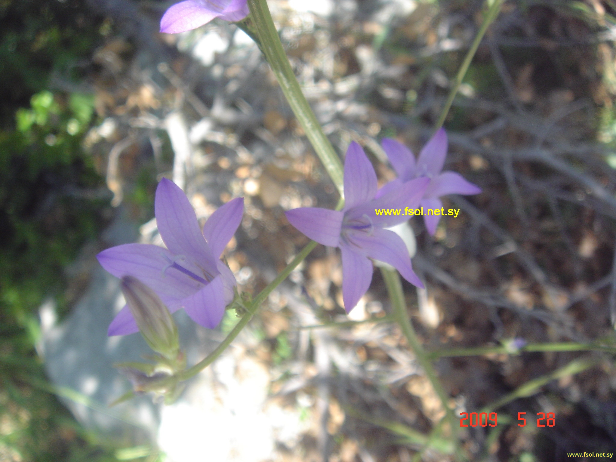 Campanula phrygia Jaub. & Spach